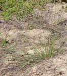 Great plains flatsedge